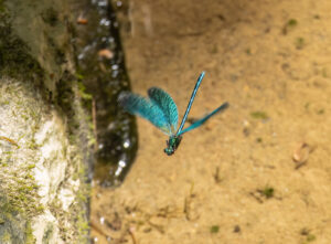 Beautiful Demoiselle flight by J Flake