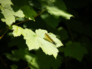 Emerald damselfly by J Flacke