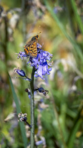Marsh Fritillary by J Flacke
