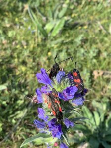 6 spot burnet moths on viper's bugloss. EB