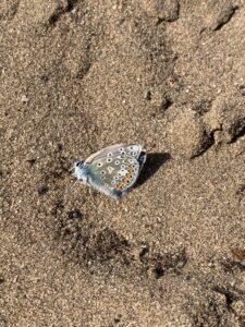 Common Blue Butterfly. EB