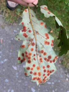 Oak Spangle Galls JS