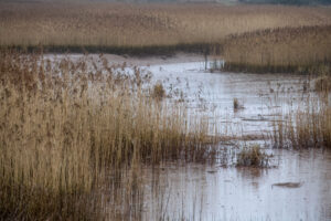 Reed Bed habitat by J Flacke