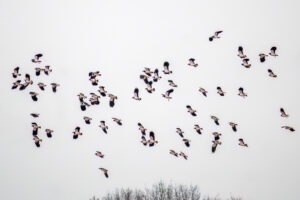 Lapwing in Flight by J Flacke