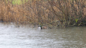 Sheltering Mallards by J Flacke