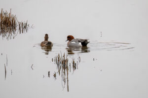 Wigeon by J Flacke