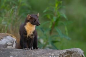 Pine Marten by Caroline Legg