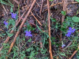 Dog Violet by John Short