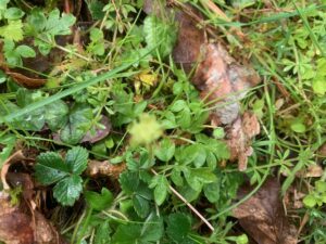 Moschatel by John Short
