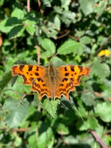 Comma Butterfly taken by Endymion Beer
