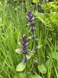Bugle EB