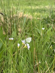 Green Veined White Butterfly EB