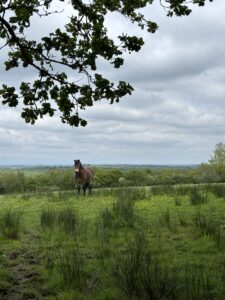Ricky the Exmoor Pony EB