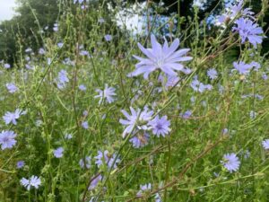 Chicory JS