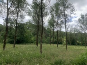 Mole Valley - cricket bat willow trees JS