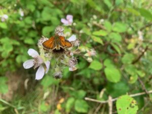 Small Copper JS
