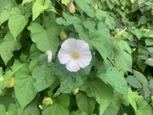 Hedge Bindweed JS