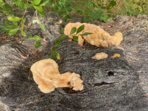 Chicken-in-the-woods fungus JS Meeth