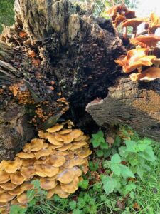 Honey Tuft Fungus EB