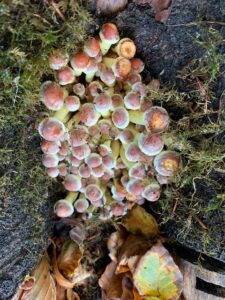Sulphir Tuft EB